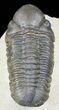 Bargain, Reedops Trilobite - Atchana, Morocco #55991-3